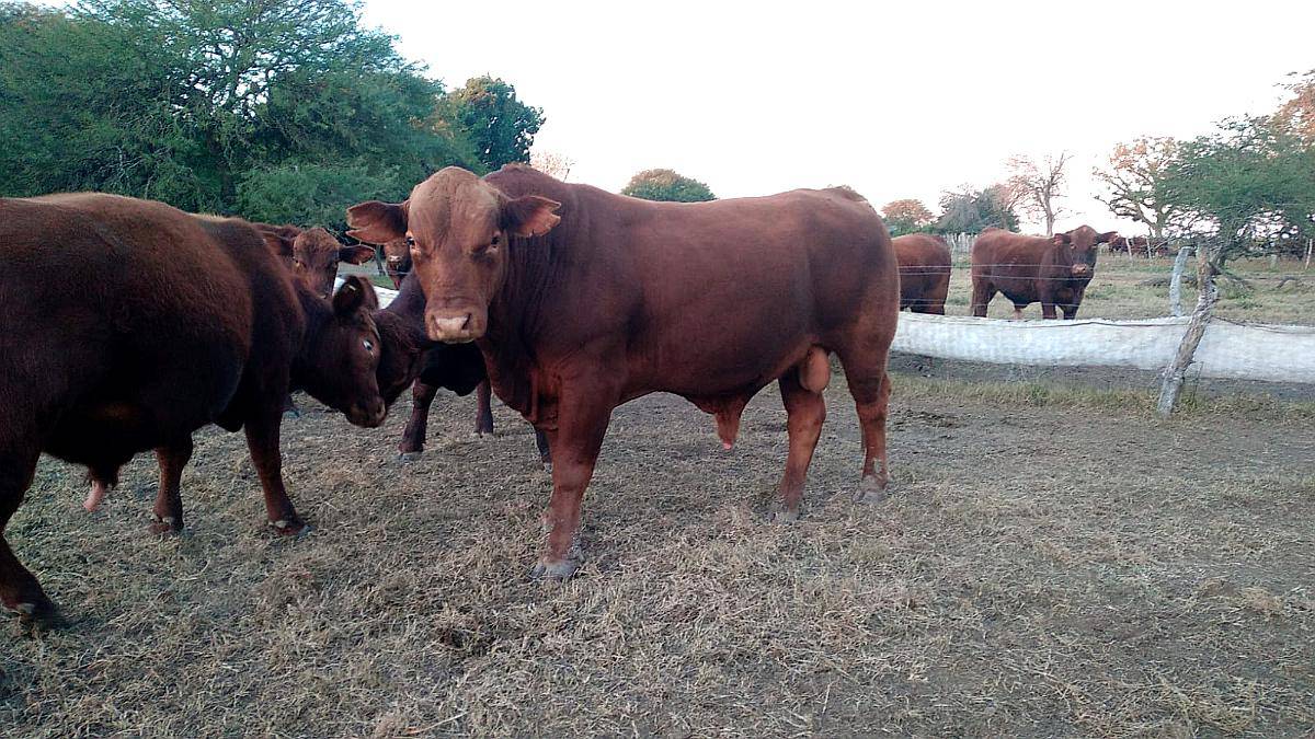 Toros Brangus Colorados-san Javier