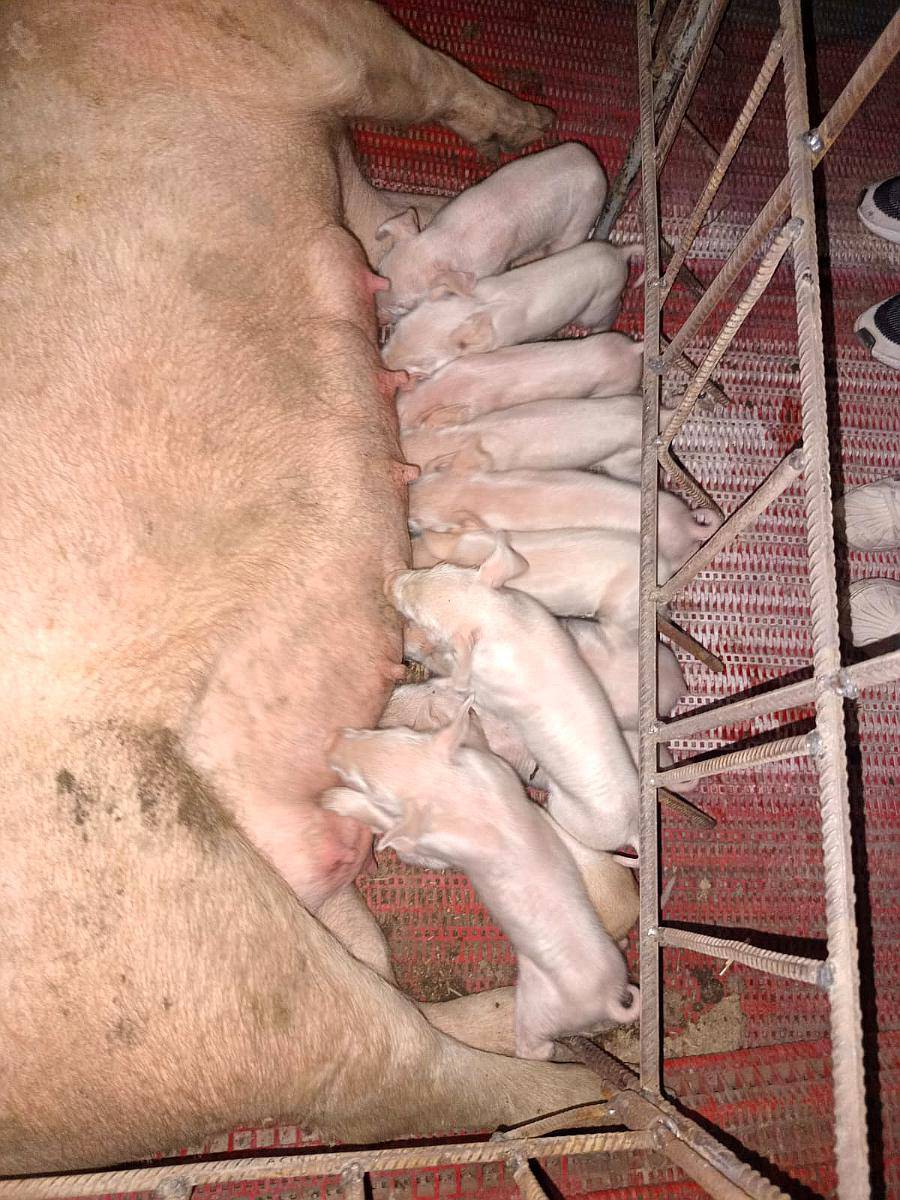 Cachorras Landrace X Yorkshire