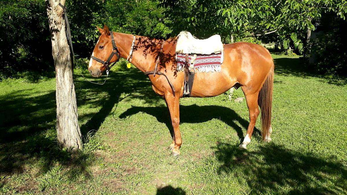 Vendo Caballo Manso (pato/polo)