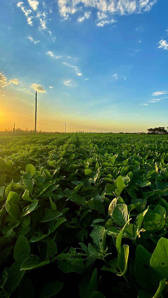 Venta Campo Mixto 687 Has. Zona Tostado (est. Pini) Santa FE