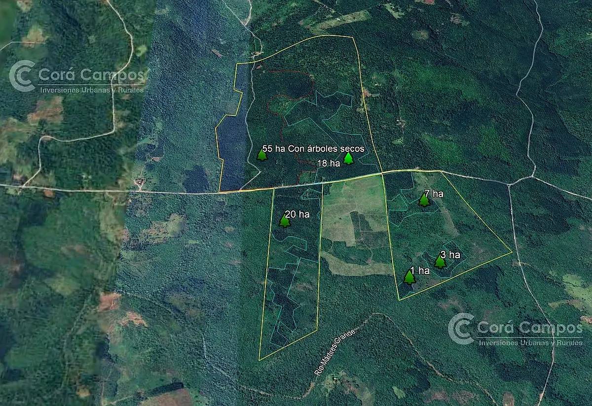 Campo Ganadero Forestal. 215 Ha con 120 Ha de Pino 15 Años