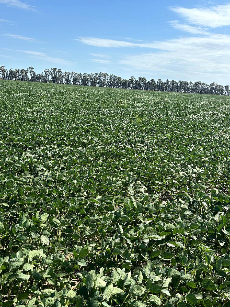 Campo 100% Agricola en ING Luiggi