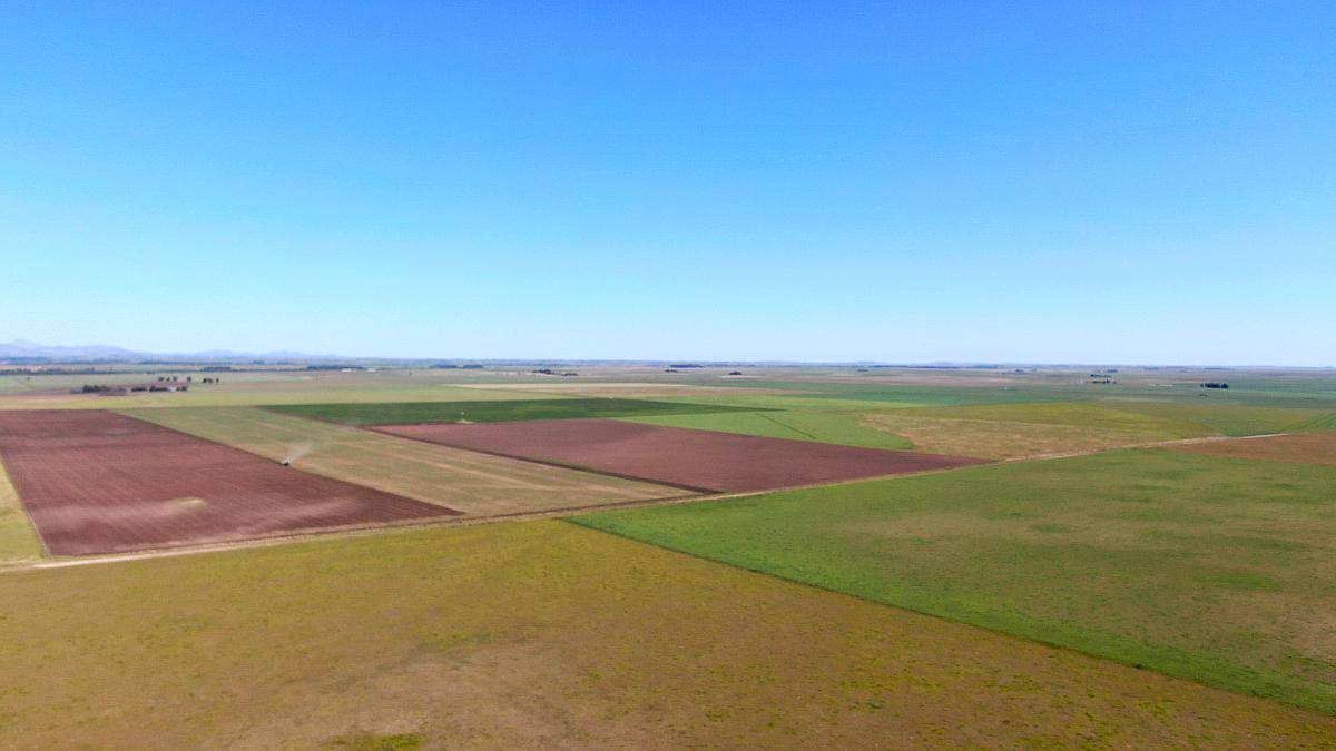 500 Has en Saavedra - BS. AS. - Agrícola - Venta