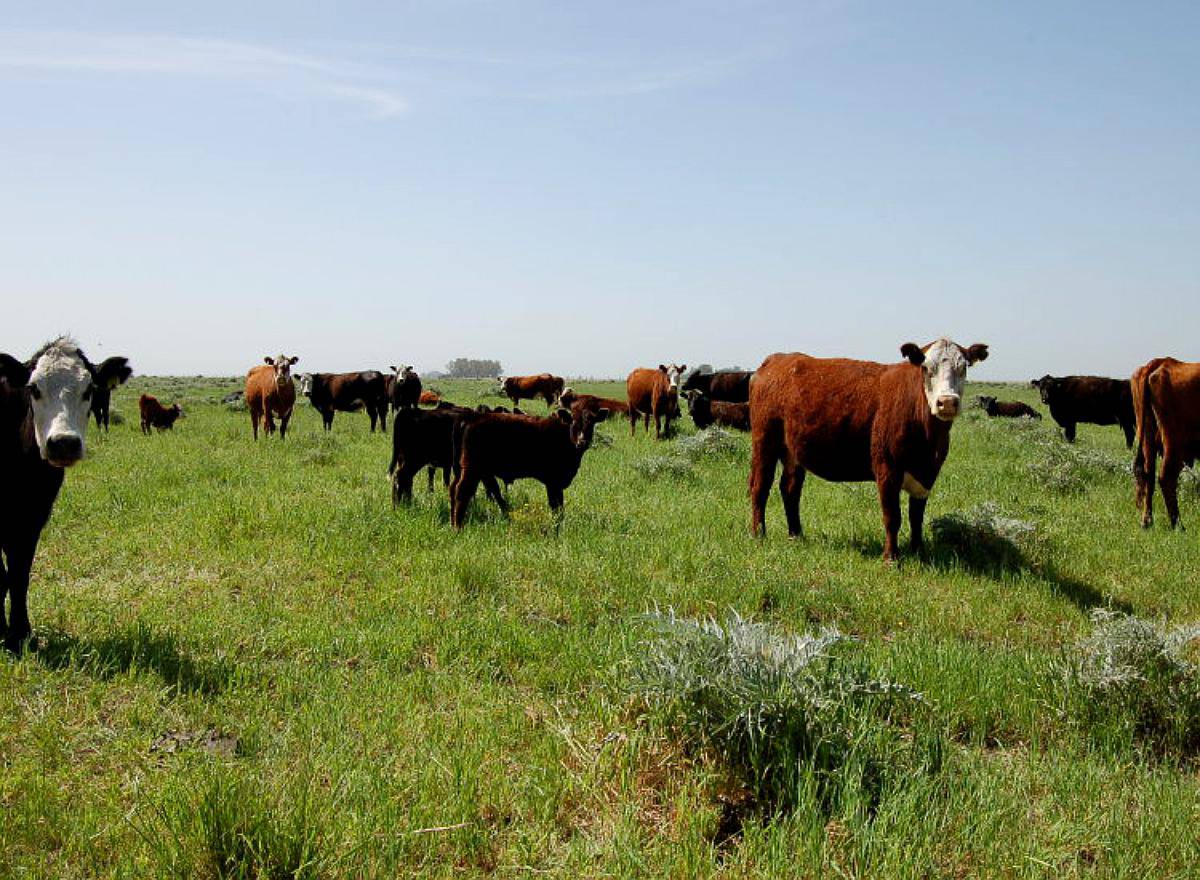 Campo en Venta Ganadero 865 Has Benito Juárez