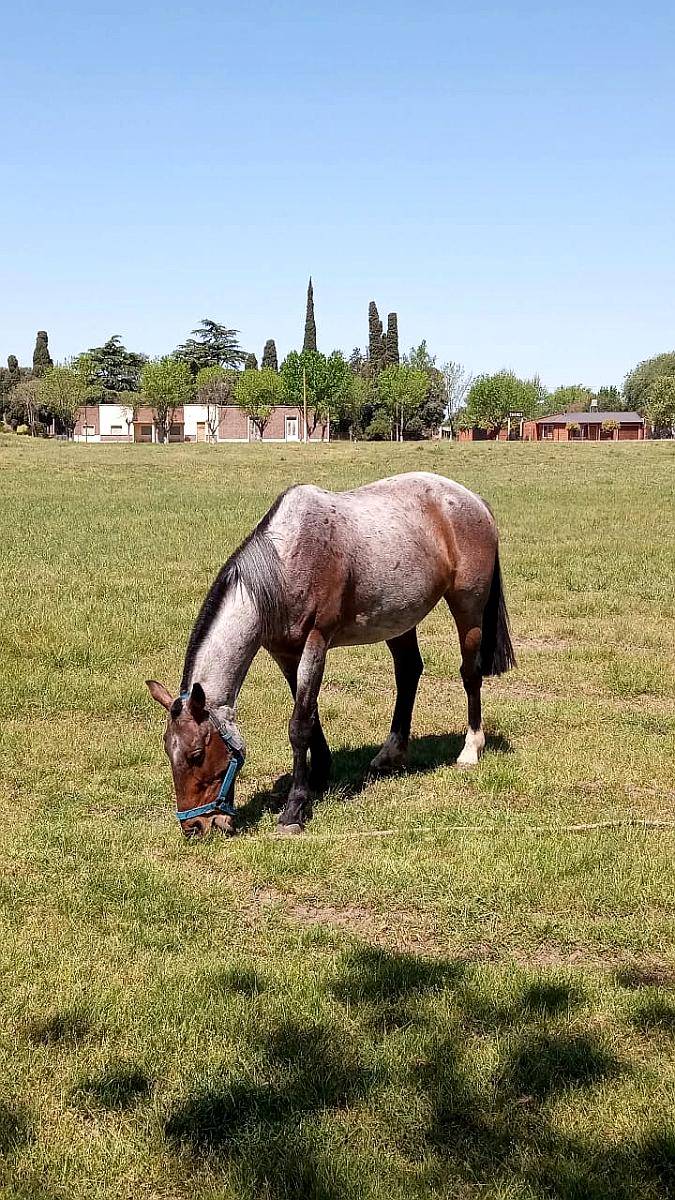 Caballo de Trabajo Mestizo