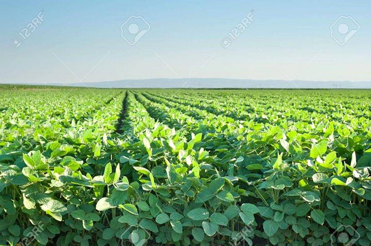 Compras y Ventas de Campos