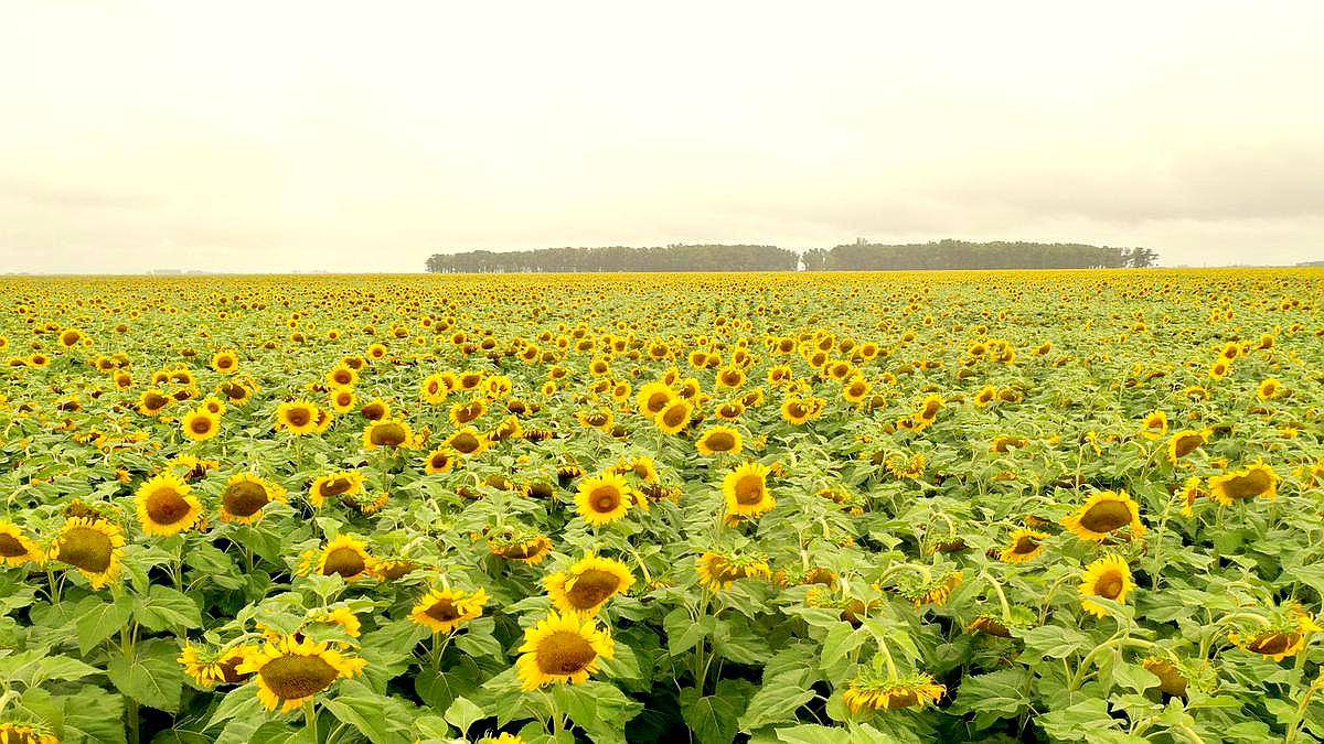 Campo Mixto 1500 HA, Pila (bs. AS)