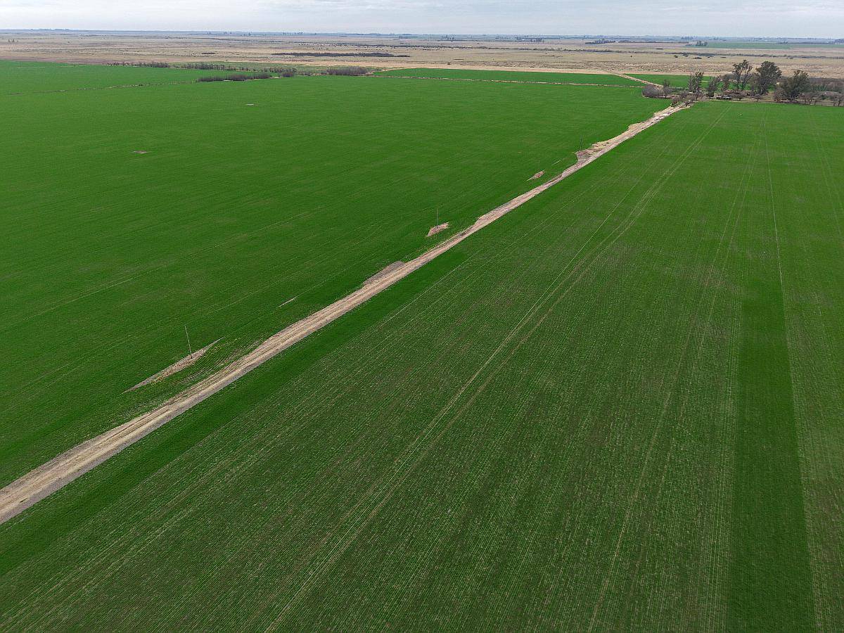 596 Has - Galvez (santa FE) - Agricola/ganadero