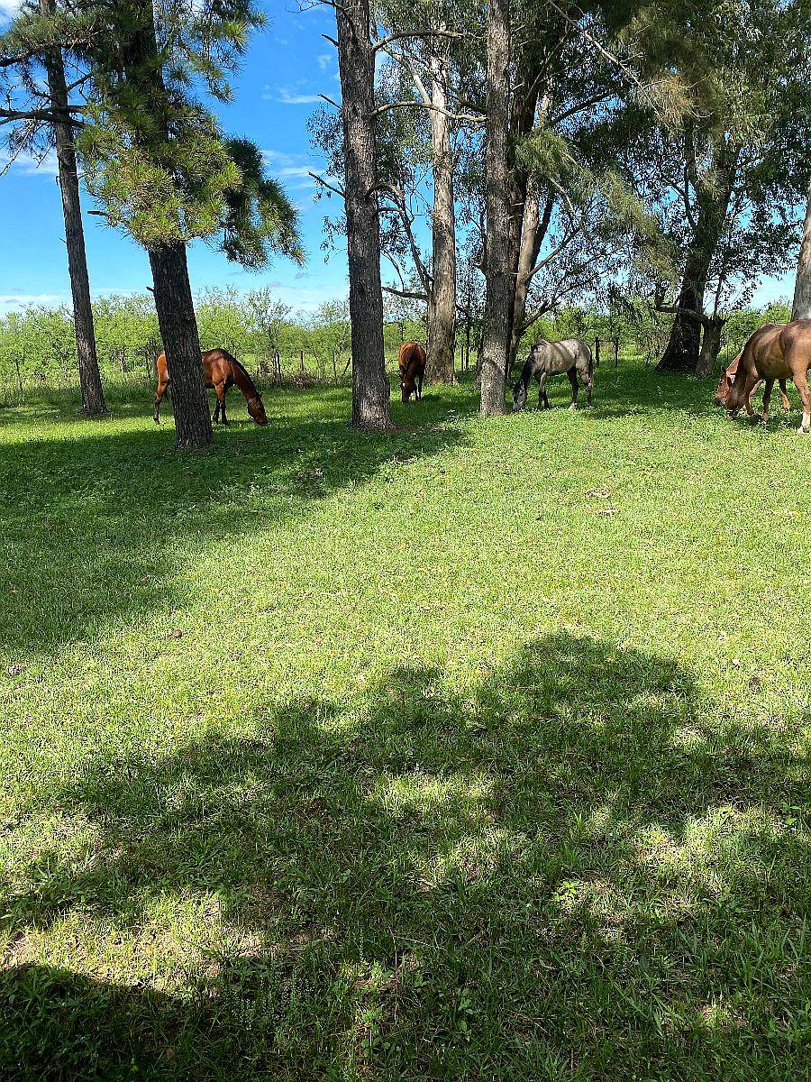 Arrendamiento Establecimiento Corrientes Zona Norte