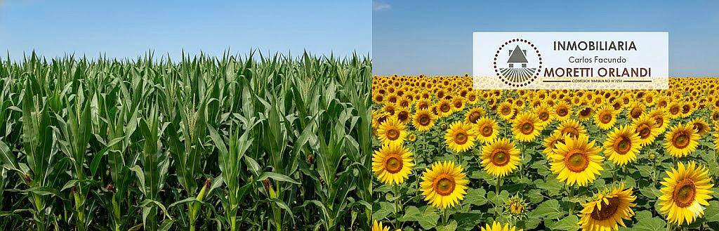 1300 Ha Campo Agrícola de Excelencia Entre Ríos
