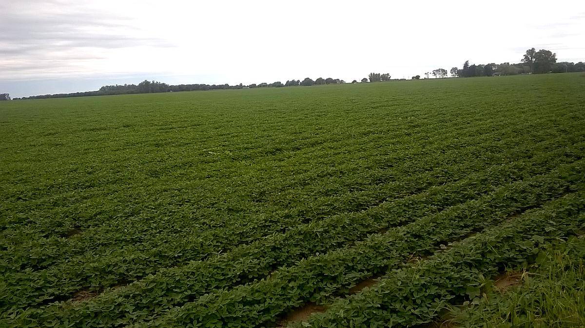 1500 Has Agricolas, Ganadera en Obispo Trejo Cordoba
