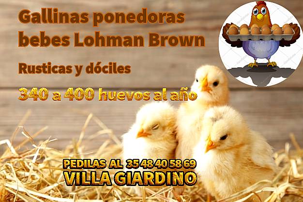Gallinas Ponedoras Lohman Brown