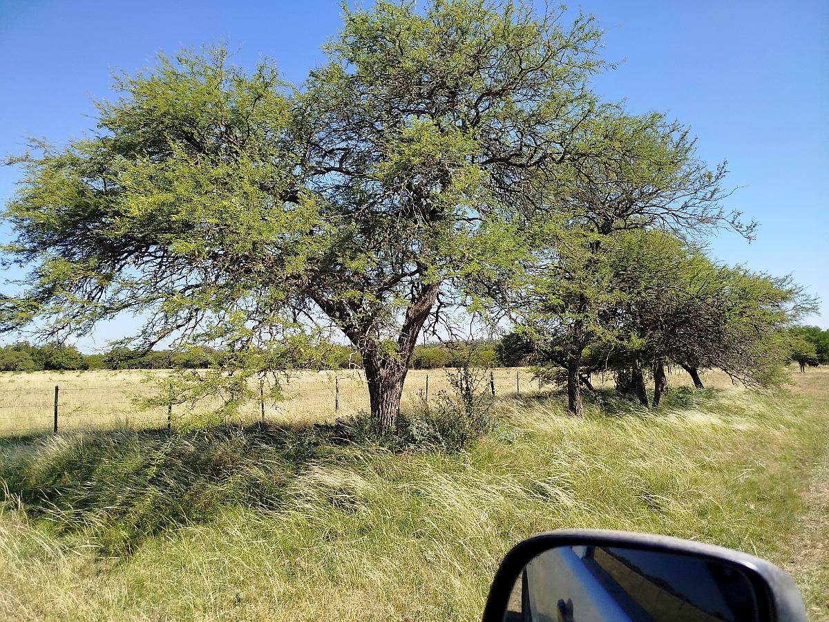 Campo Agricola Ganadero, Mejoras.