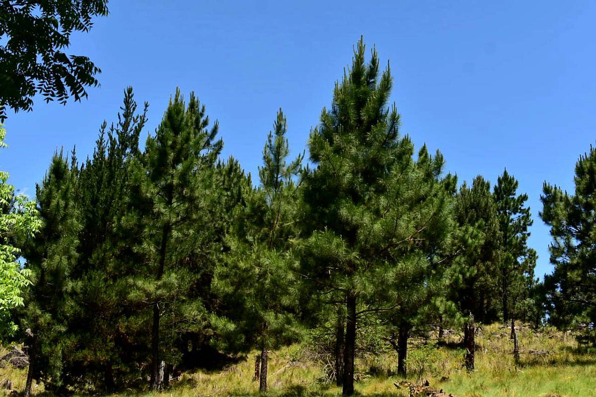 Venta Campo de 29 Ha en Villa Berna Calamuchita Córdoba