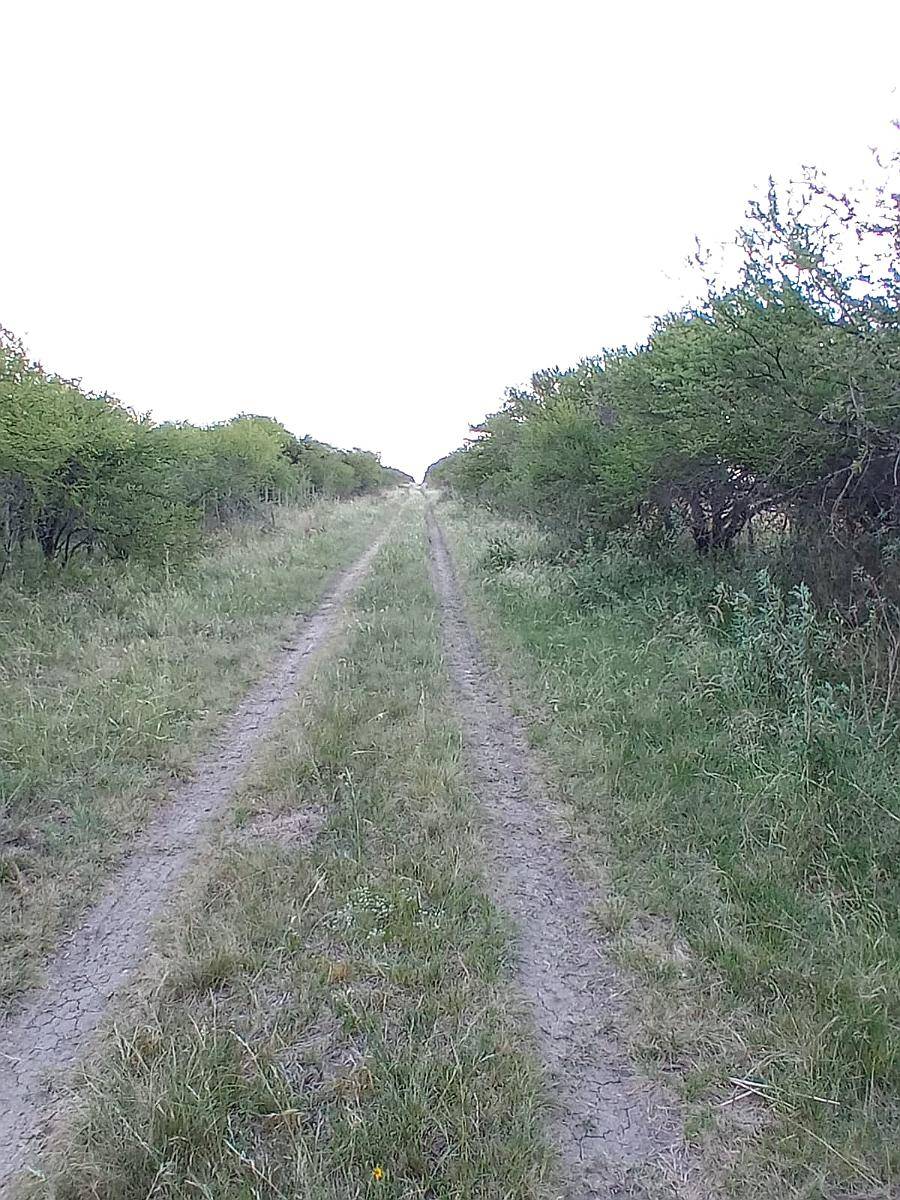 Arrendamiento Monte para Cria