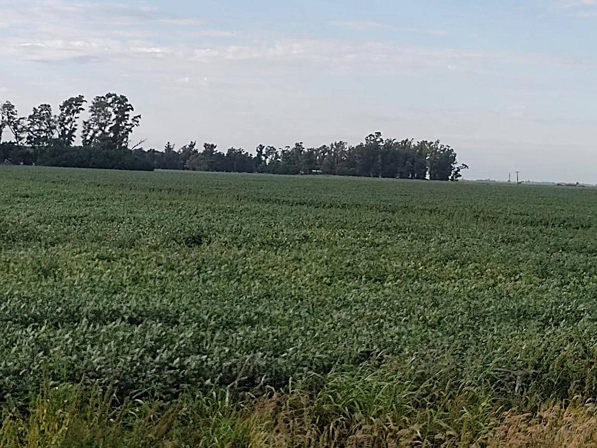 Vendo 900 Has Agricolas