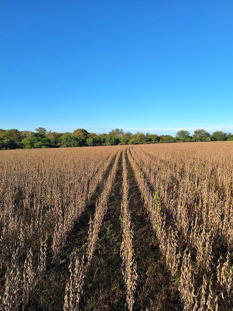 Venta de Campo Agrícola