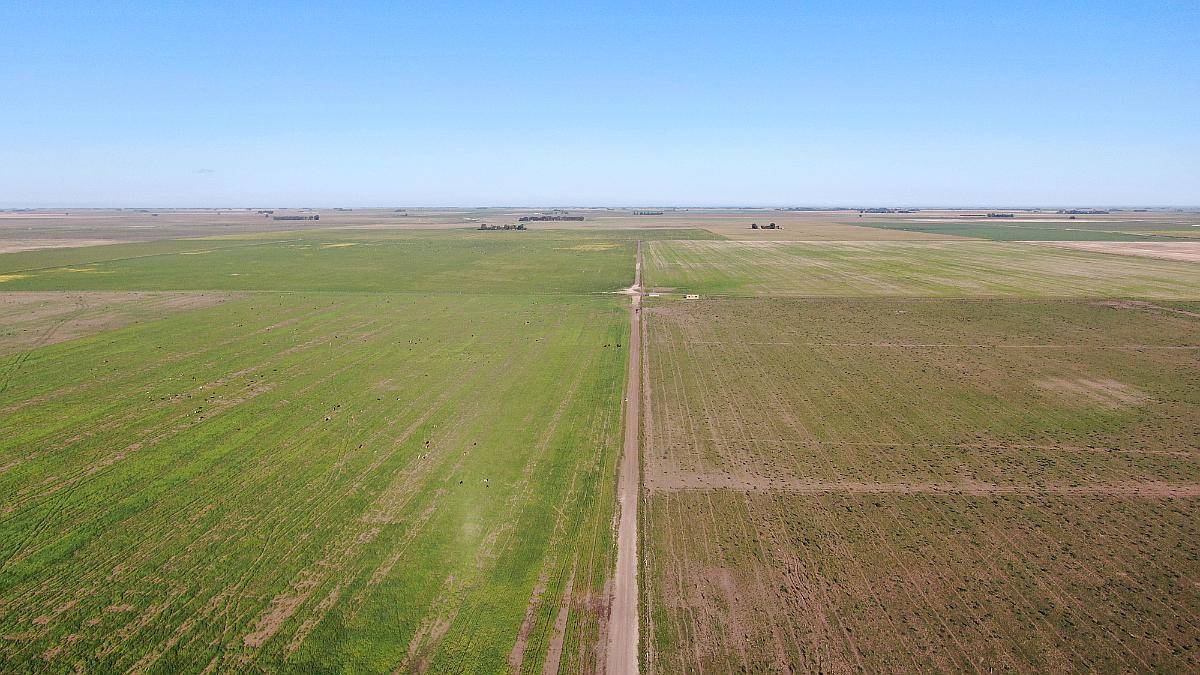 1520 Has Coronel Dorrego, Buenos Aires - Agrícola - Venta