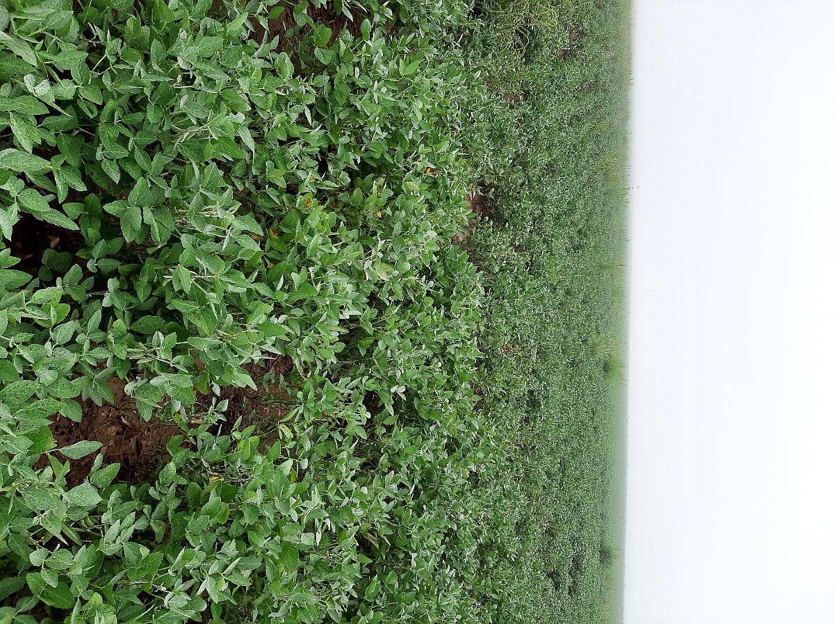 Vendo 200 Ha Agricolas, Rio Cuarto, Cordoba