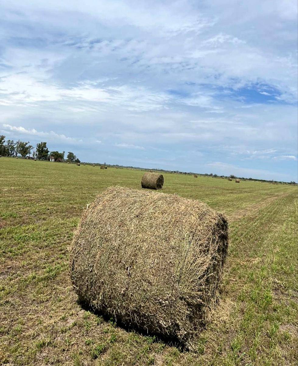 Vendo Rollos de Alfalfa