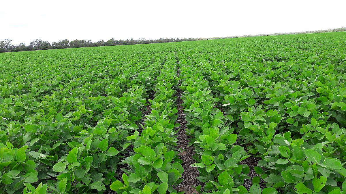 500 Has Cuatro Bocas