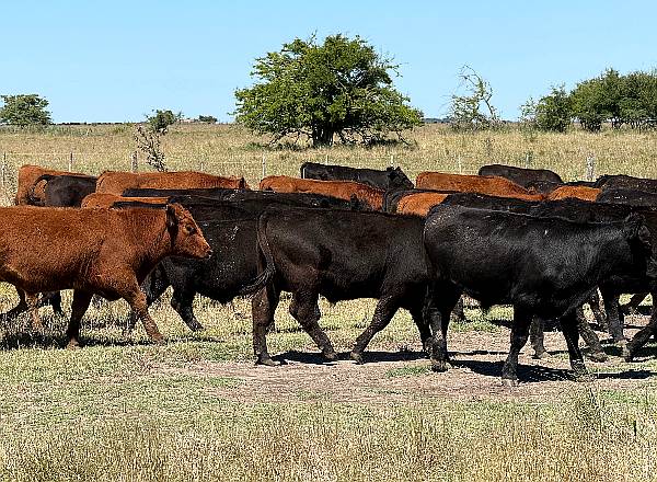 Campo en Venta 2500 HA. Ganadero. General Madariaga Retasado