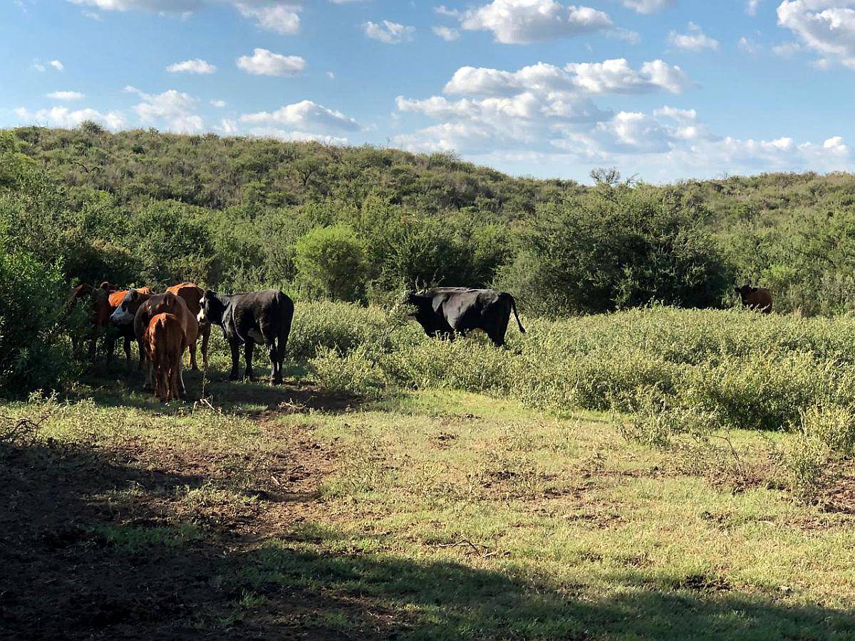 Campo Mixto de 417 Ha a 70 km de Merlo. Permuta.
