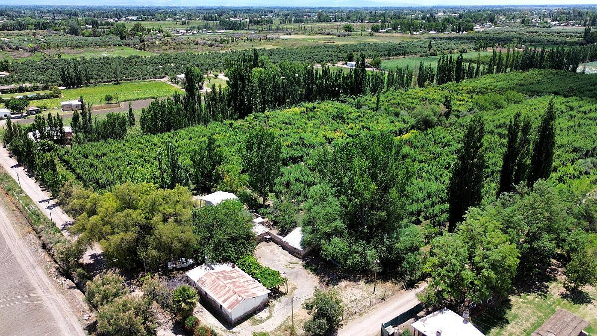 Finca de Ciruelos en Corralitos Mendoza