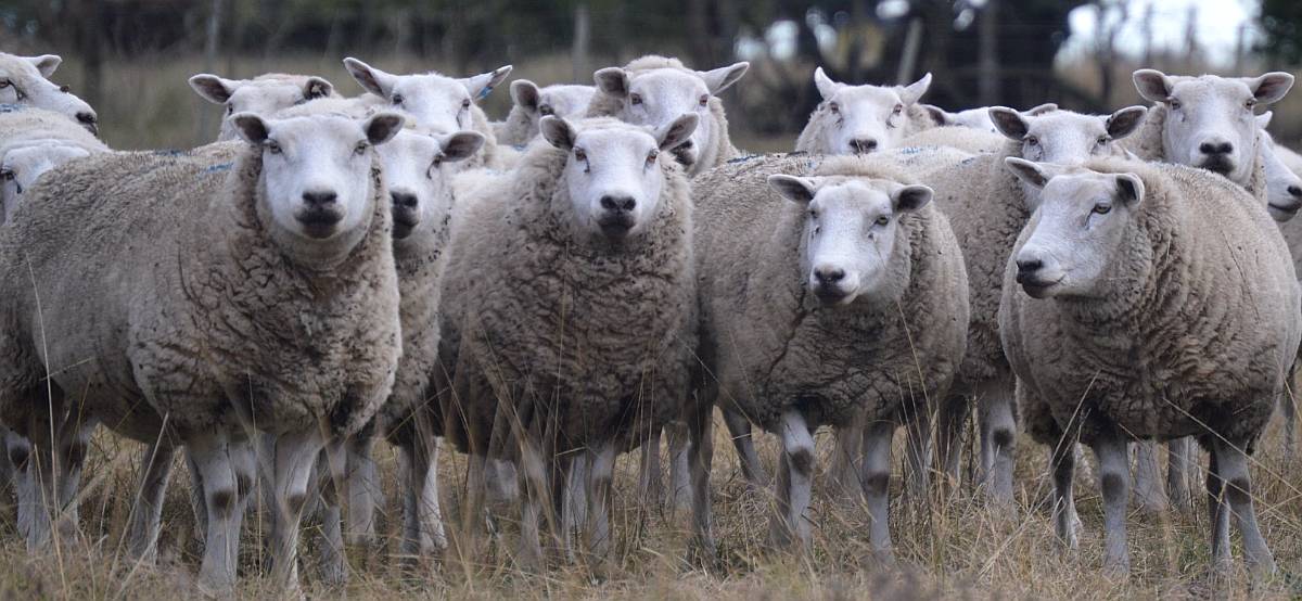 Vendo Ovejas Texel con Servicio