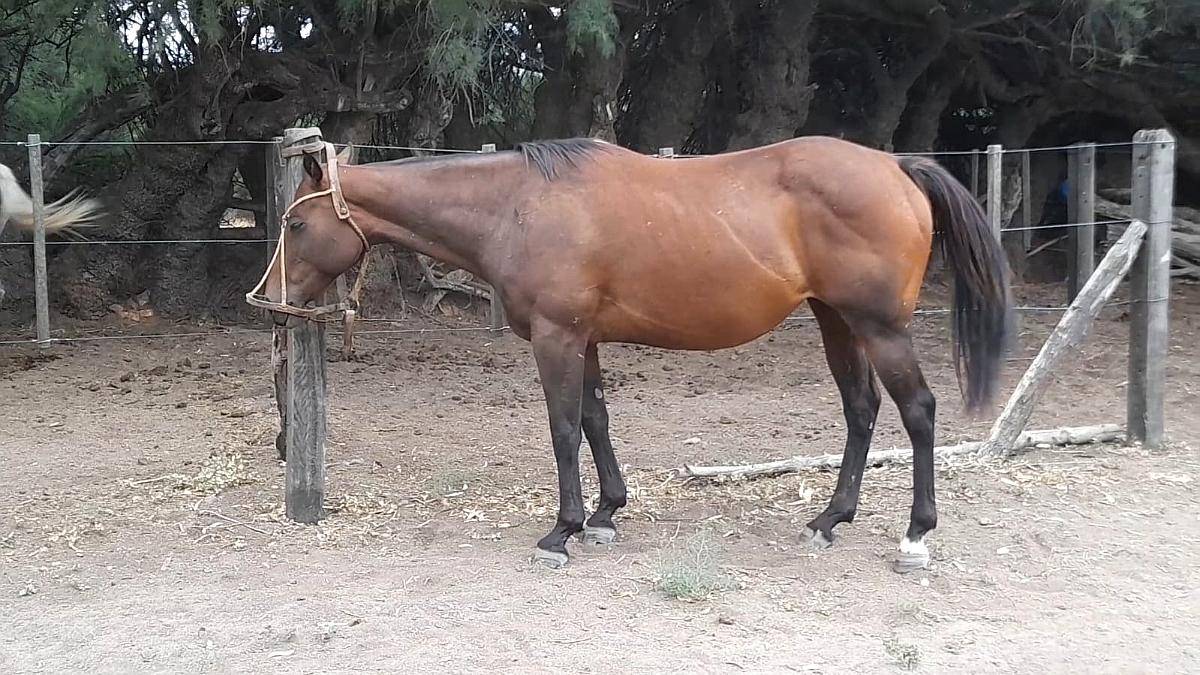 Equino a la Venta