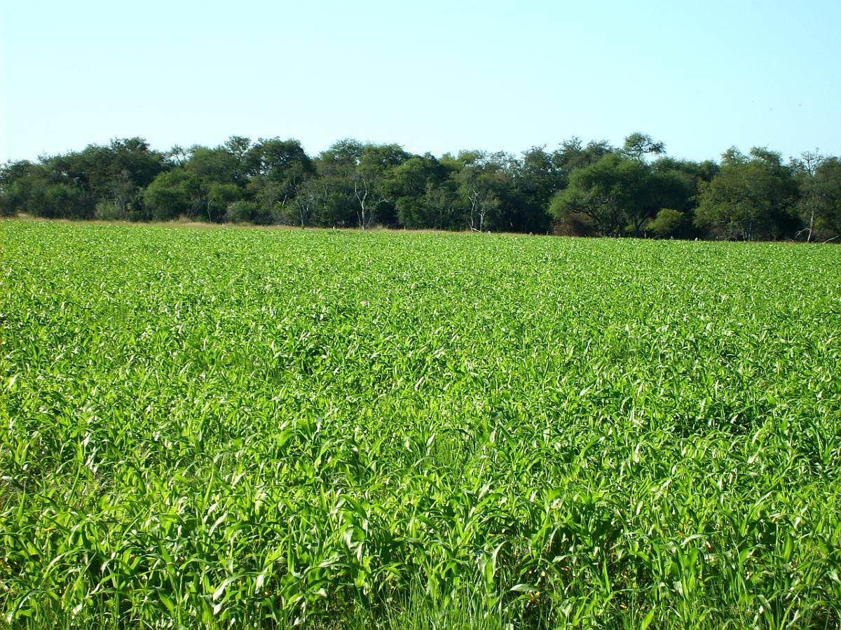 Campo Mixto de Gran Escala en Federal, Entre Ríos