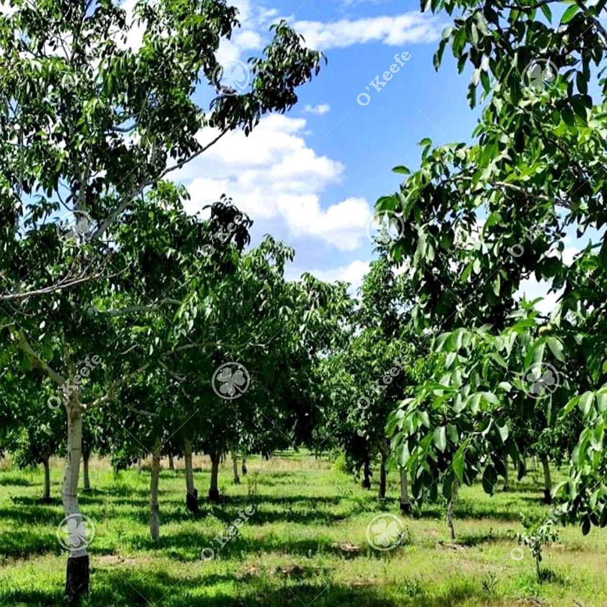 Campo en Venta de 44 Has, Cortaderas, San Luis. Nogales.