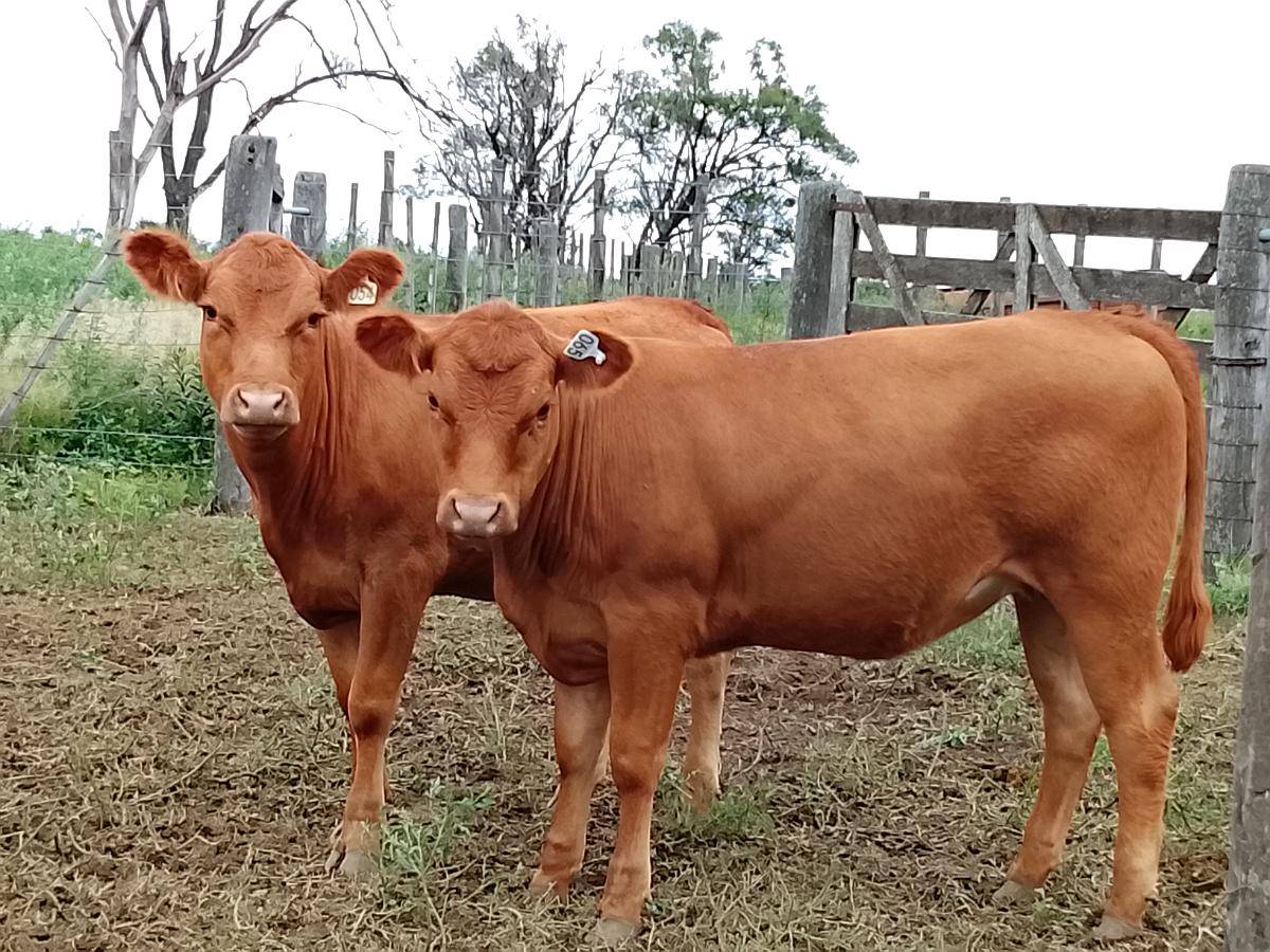 Venta Rodeo Limangus - Cabaña -