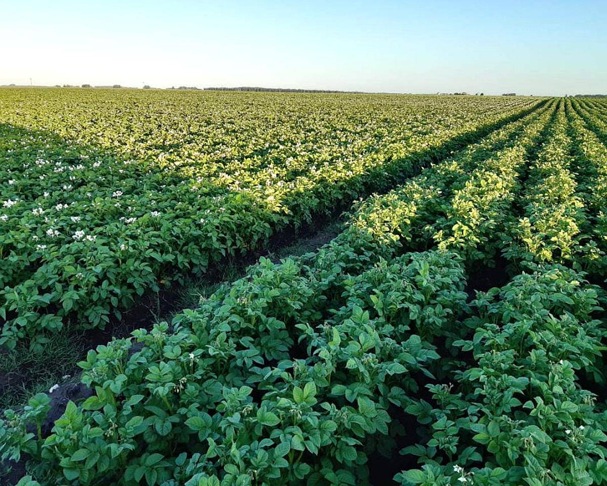 Vendo Excepcional Campo Agrícola 1200 Has en MAR del Plata