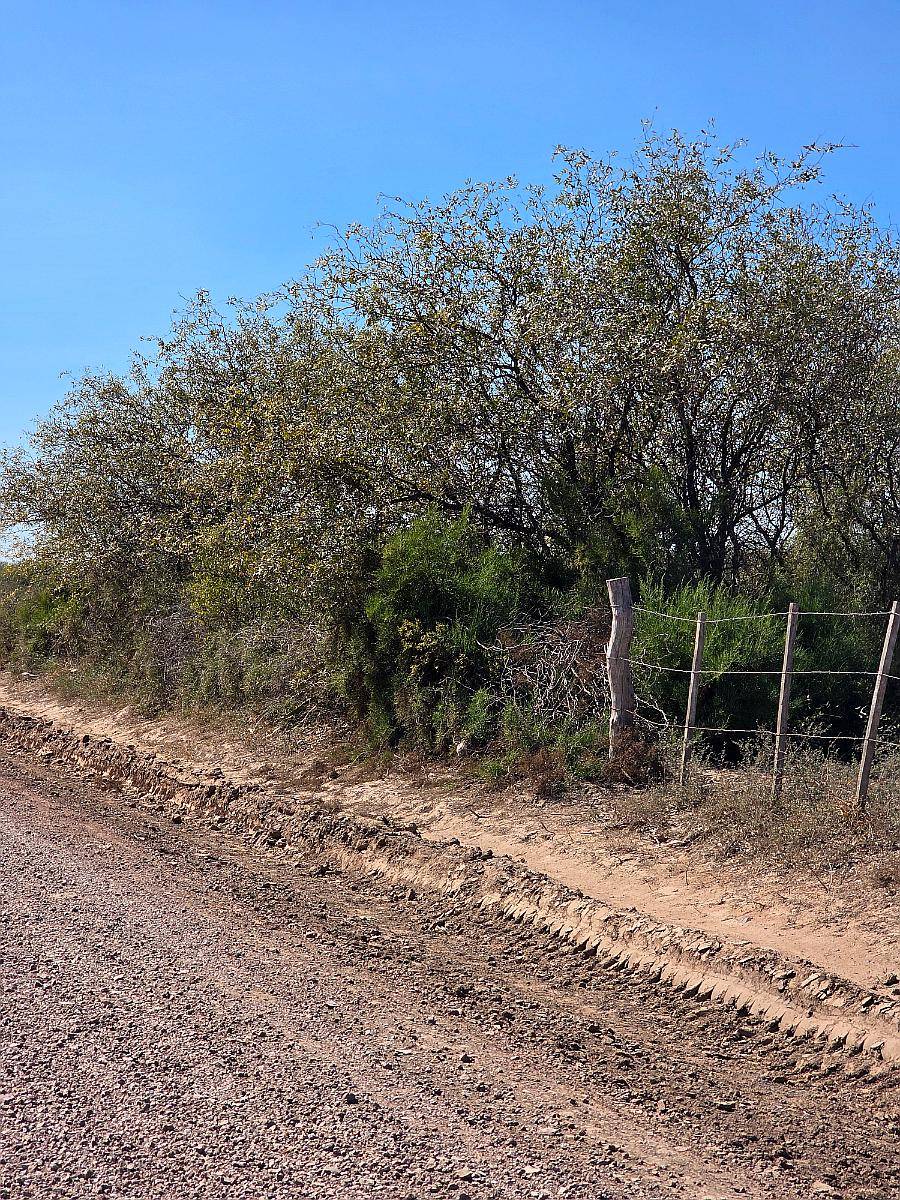 Vendo Campo en Colonia Dora 56 Has Santiago del Estero