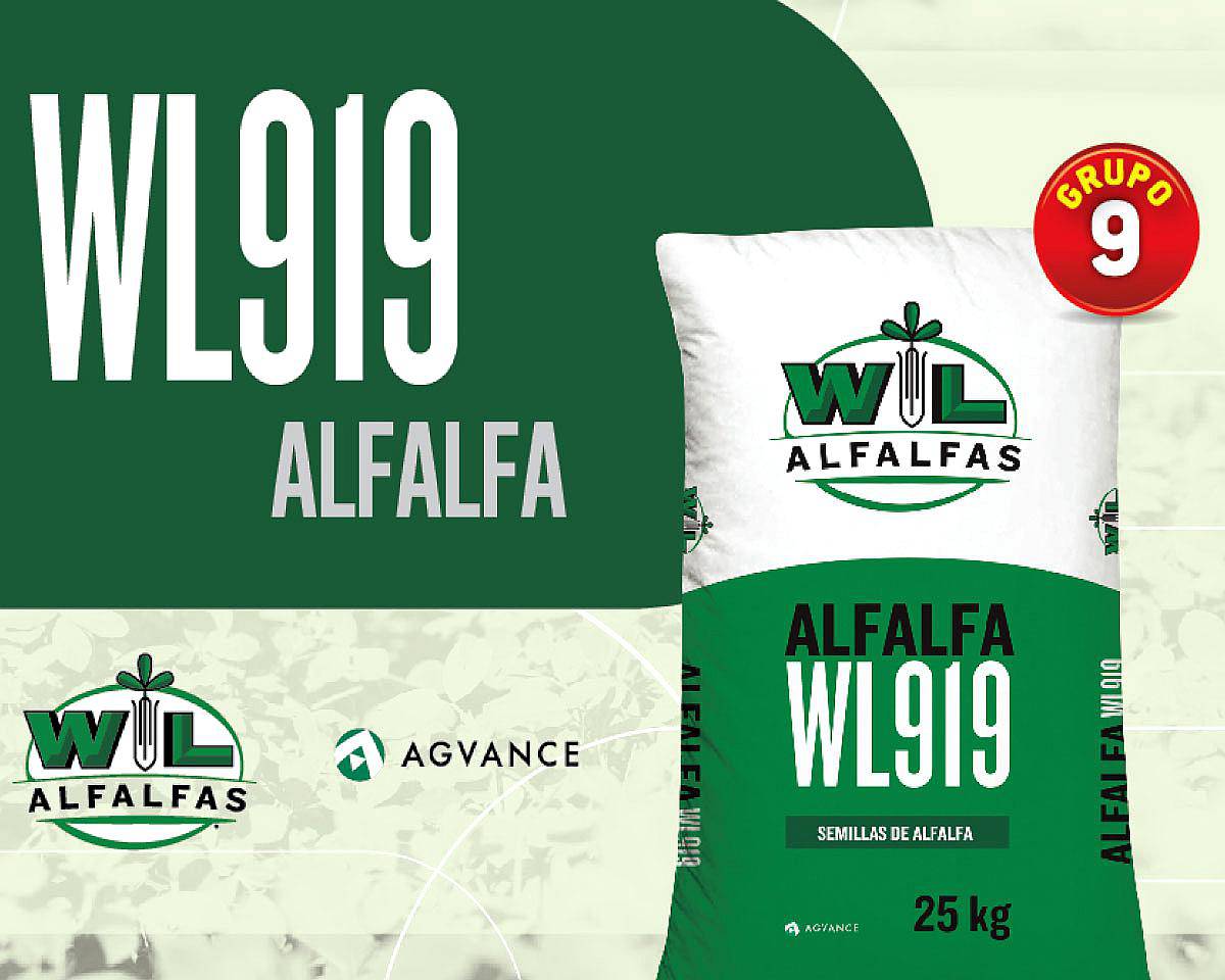 Alfalfas WL - WL 919