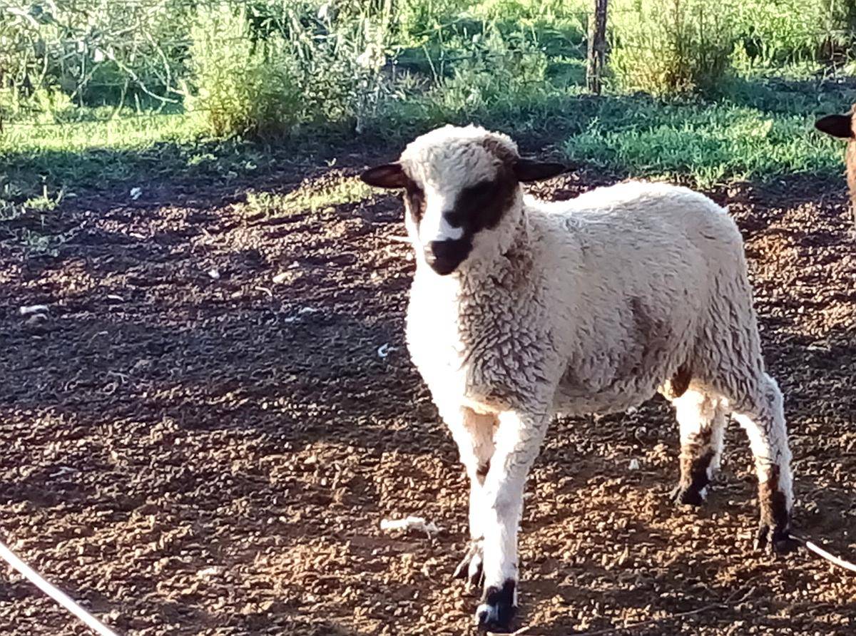 Corderos para Reproductor o Consumo