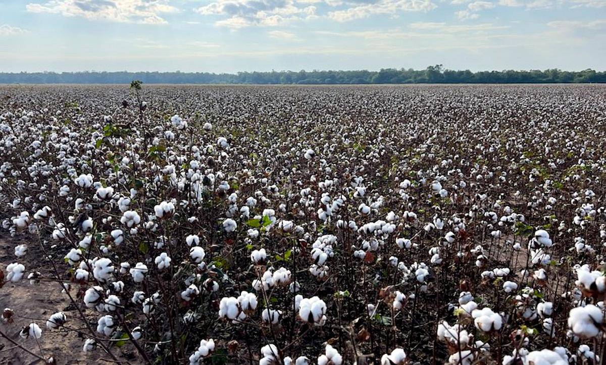 350 Has en Venta - Pcia del Chaco, Machagai