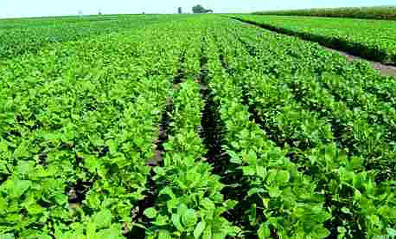 Venta 75 Has Monte Cristo