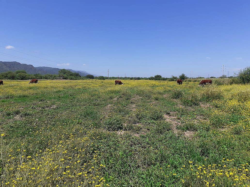 Vendo Campo de 22 Has. Cerca de San Fco. del Monte de ORO