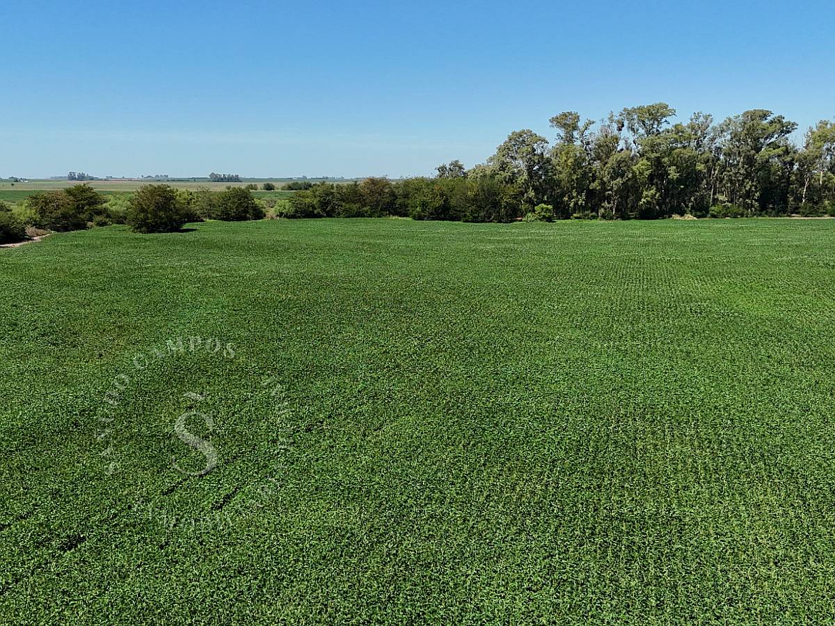 Venta Campo en Correa, Santa FE. 65 HA. Mixto.