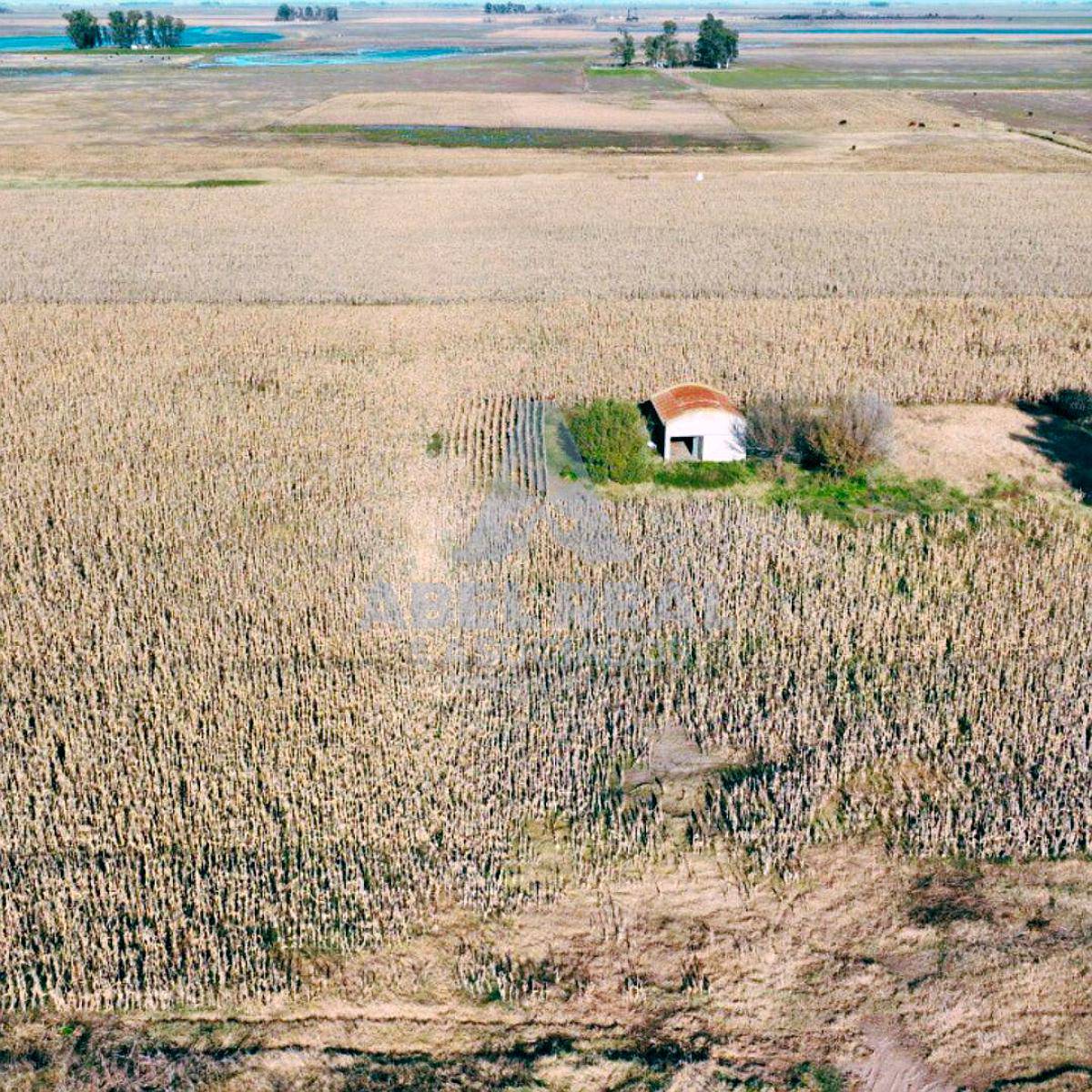 60 Ha Bayauca, Prov. de Buenos Aires
