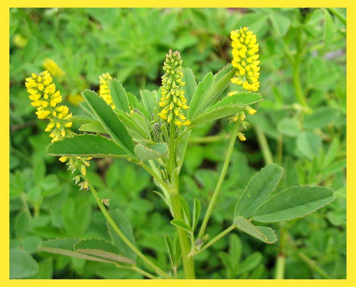Compramos Melilotus (terminado Vibrado) en Zonas Productoras