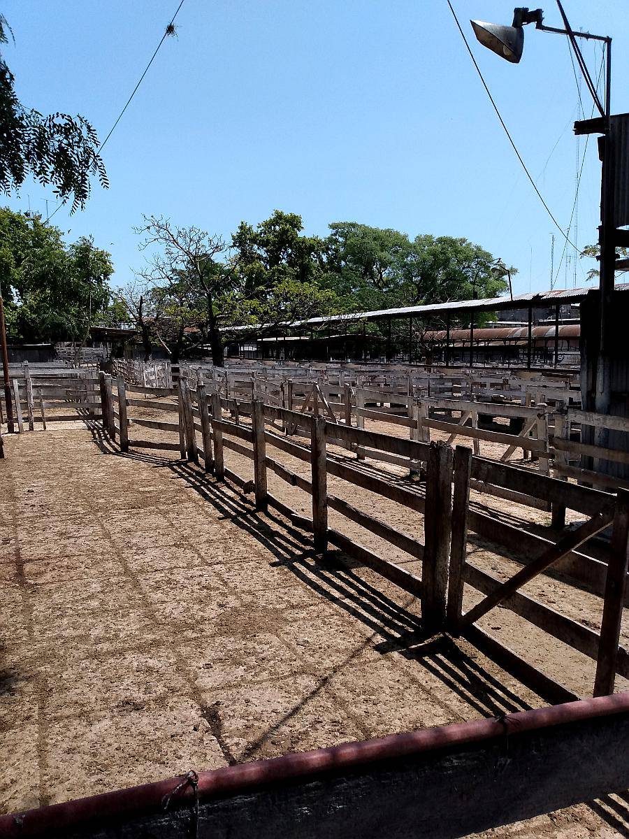 Compra y Venta de Ganado en PIE Agroads