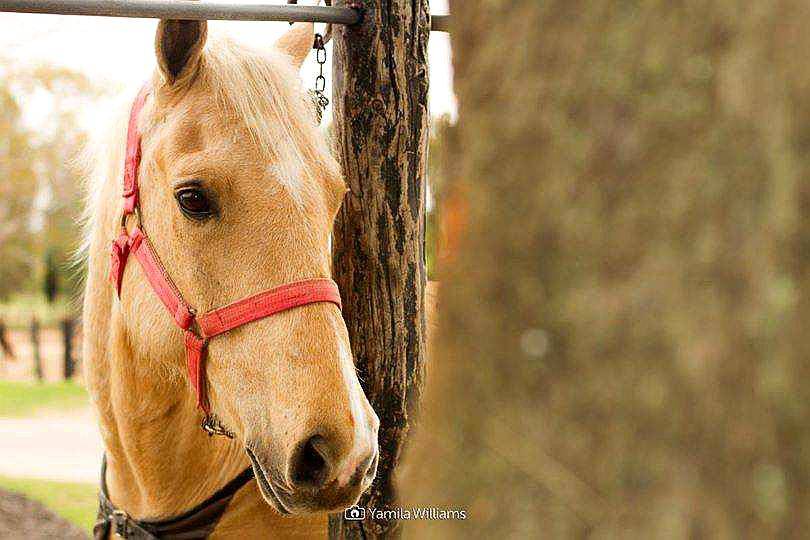 Equitacion Salto, Adiestramiento y Paseos