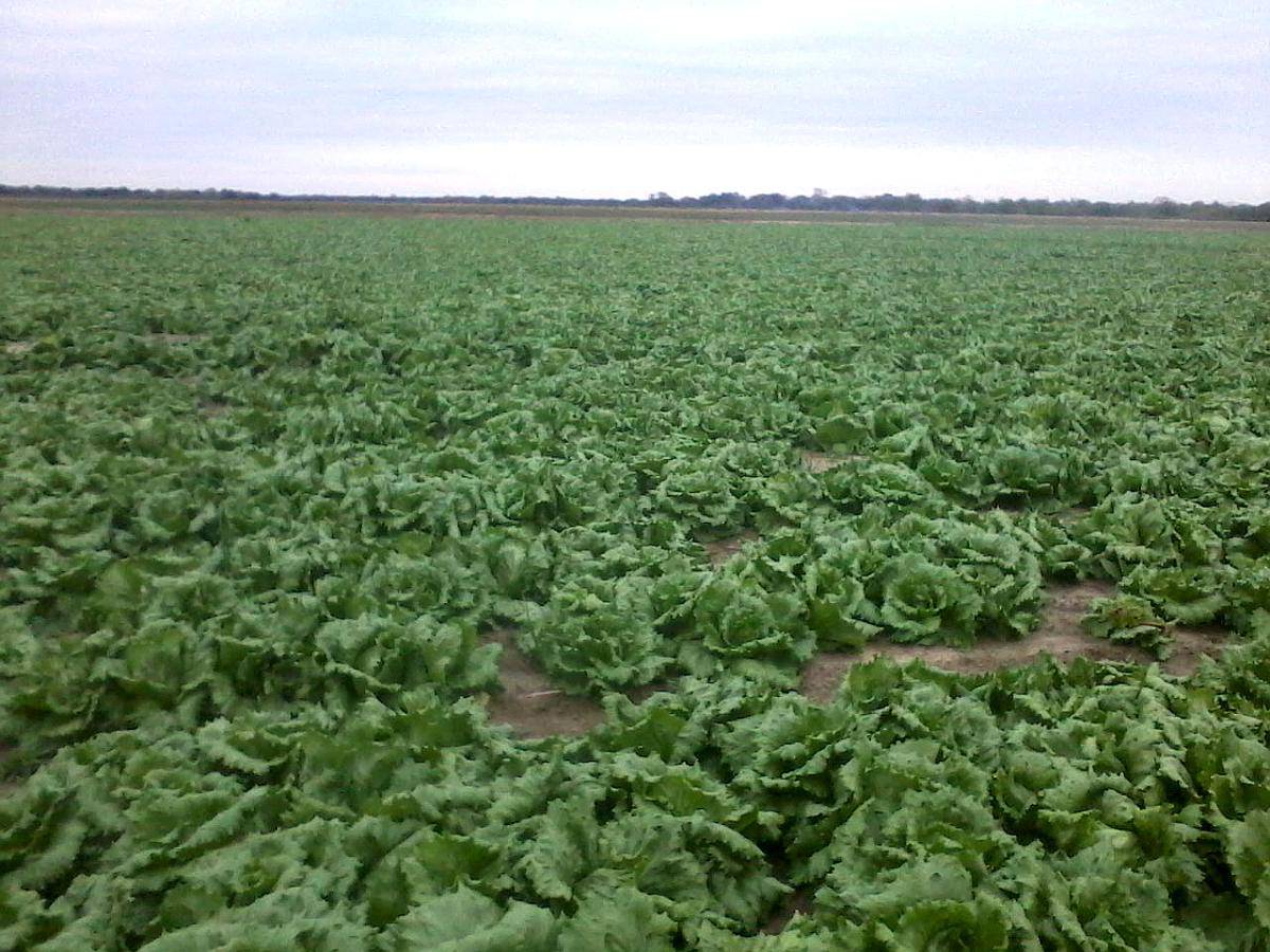 Campo de 250 Has con Riego - Bajó el Precio a U$S 2900