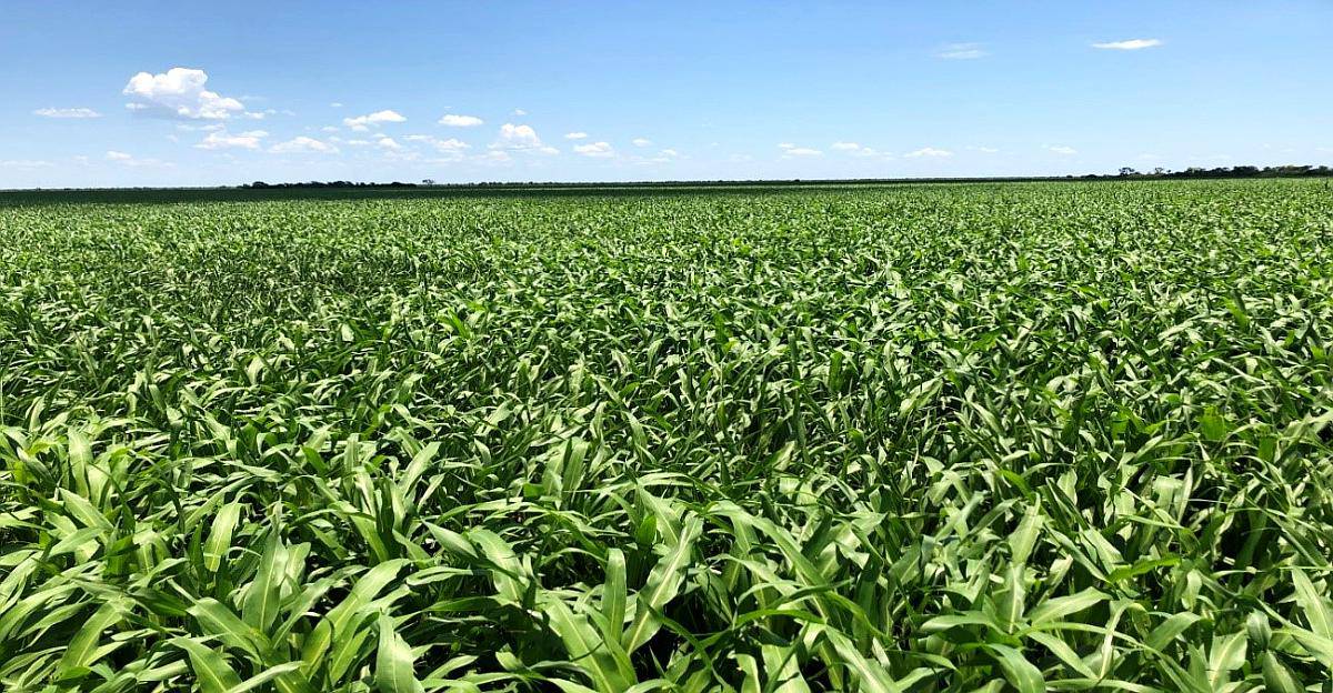 1930 Ha Agricolas en Casares con Ingreso por RN34 y RP13