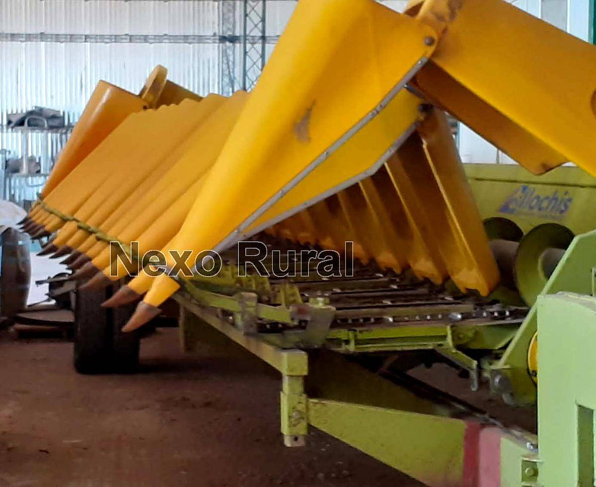 Maicero Allochis 14/52, 2008. Bajo Galpon.