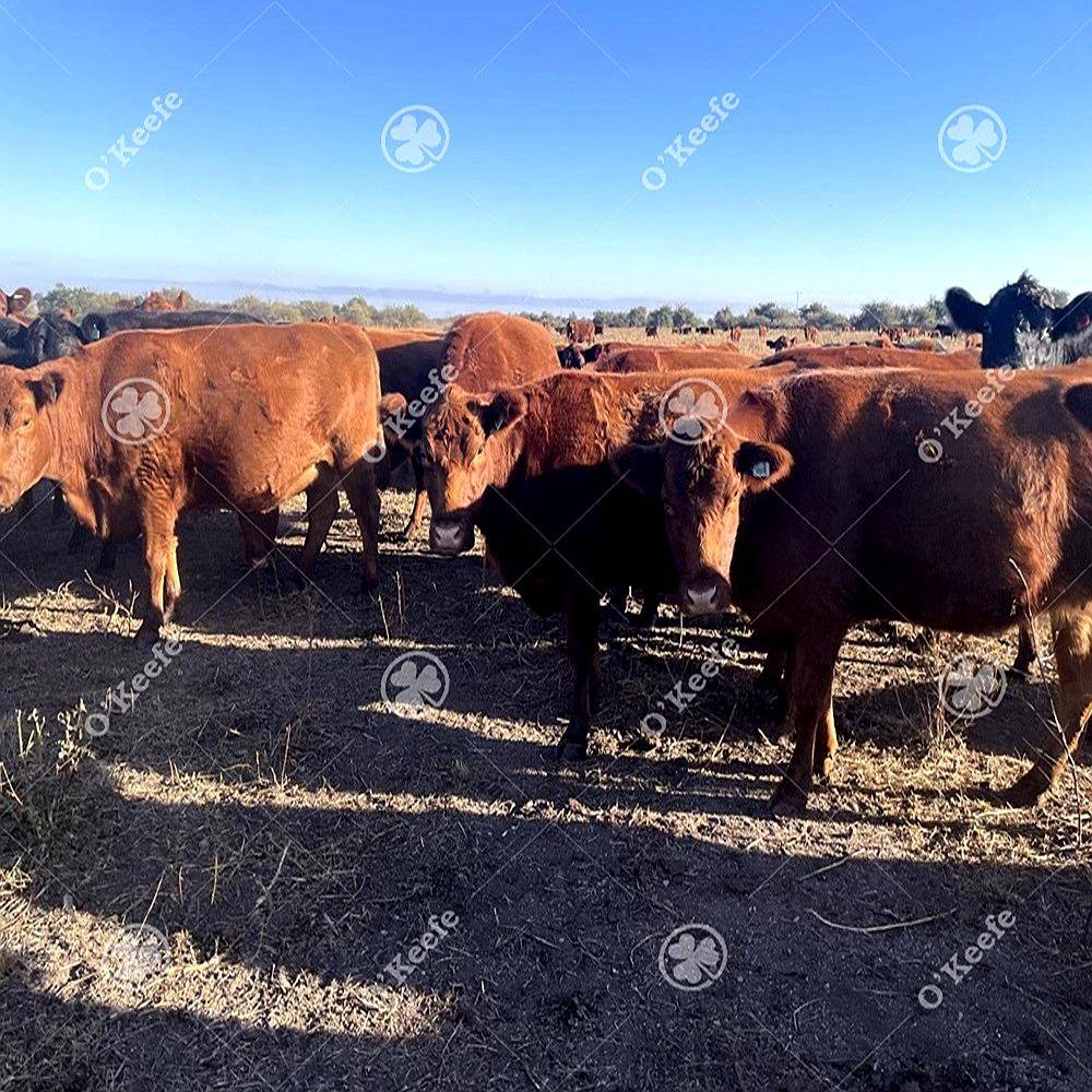 Campo en Venta de 781 Has, Cortaderas, San Luis. Campo Mixto