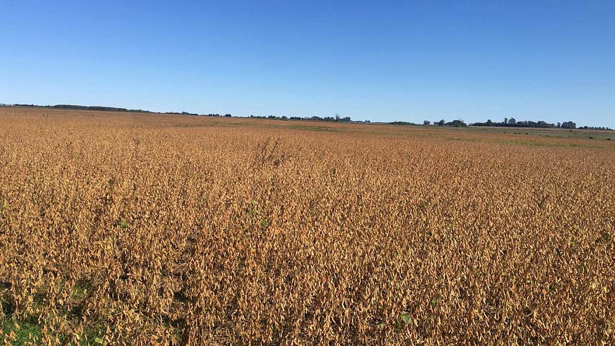 Venta Campo San Pedro Oportunidad 47 Hectáreas Agrícolas